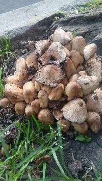 Coprinellus micaceus image