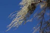 Ramalina menziesii image