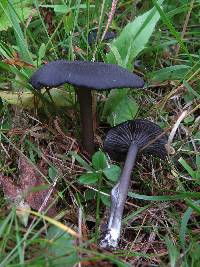 Media resource of Entoloma corvinum