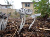 Coprinopsis lagopus image
