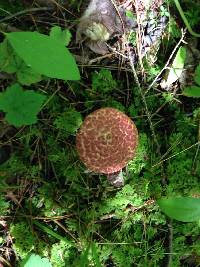 Suillus pictus image