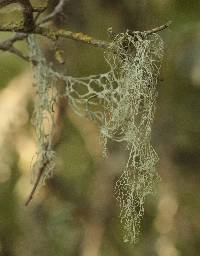 Ramalina menziesii image