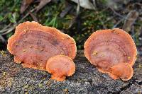 Pycnoporus coccineus image