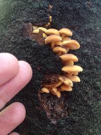 Flammulina velutipes image
