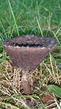 Strobilomyces strobilaceus image