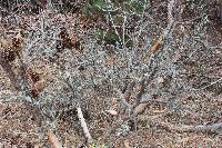 Ramalina subleptocarpha image