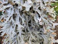 Pseudocyphellaria rufovirescens image