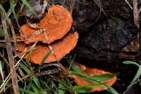 Pycnoporus coccineus image