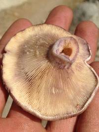 Media resource of Lactarius californiensis