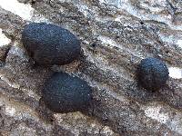 Annulohypoxylon thouarsianum image