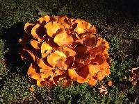 Omphalotus illudens image