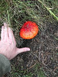 Amanita muscaria image