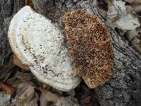 Daedaleopsis confragosa image