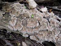 Trametes versicolor image
