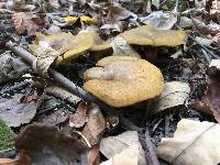 Boletinellus merulioides image
