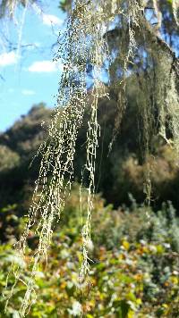 Ramalina menziesii image