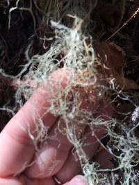Ramalina menziesii image