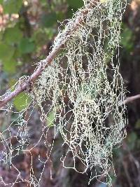 Ramalina menziesii image