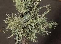 Ramalina farinacea image