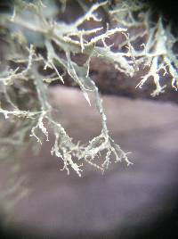 Ramalina farinacea image