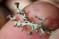 Cladonia furcata image