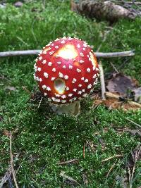 Amanita muscaria image