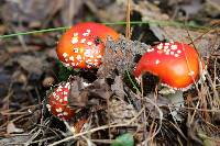 Amanita muscaria image