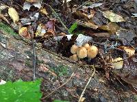 Coprinellus micaceus image