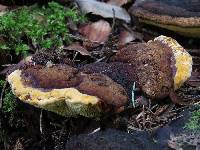 Media resource of Gloeophyllum odoratum