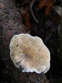 Lenzites betulina image