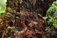Helvella macropus image
