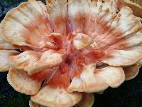 Laetiporus sulphureus image