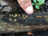 Calocera cornea image