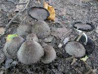 Coprinopsis atramentaria image