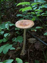 Amanita fulva image