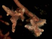 Media resource of Tylospora fibrillosa