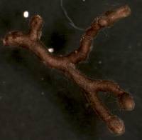 Media resource of Tomentella badia