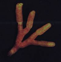 Russula drimeia image