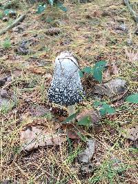 Coprinus comatus image