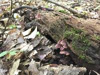 Mycena haematopus image