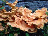 Laetiporus sulphureus image