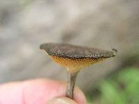 Polyporus arcularius image