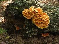 Laetiporus sulphureus image