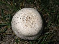 Media resource of Leucoagaricus barssii