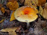 Amanita muscaria image