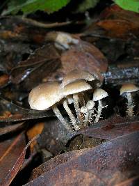 Media resource of Dendrocollybia racemosa