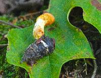 Cordyceps militaris image