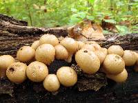 Lycoperdon pyriforme image