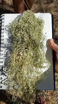 Ramalina menziesii image