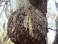 Ramalina menziesii image